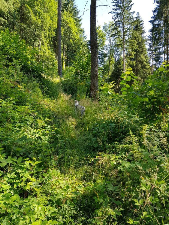 Apartament Wiesenblume Schönau im Schwarzwald Zewnętrze zdjęcie